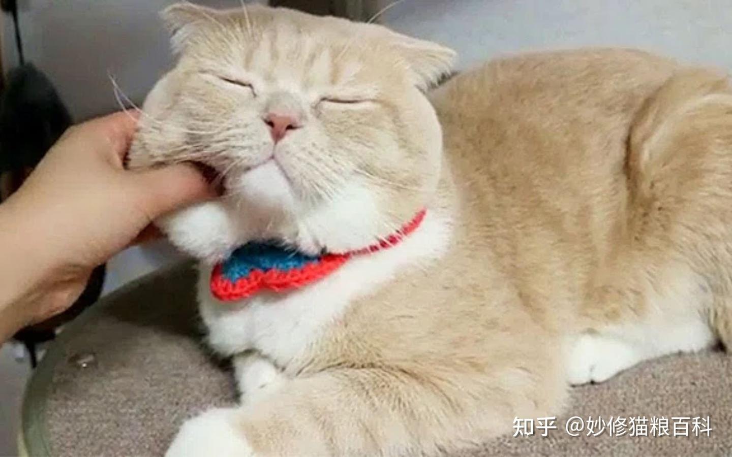 原来你“摸猫咪”时,它是这样认为的 - 知乎