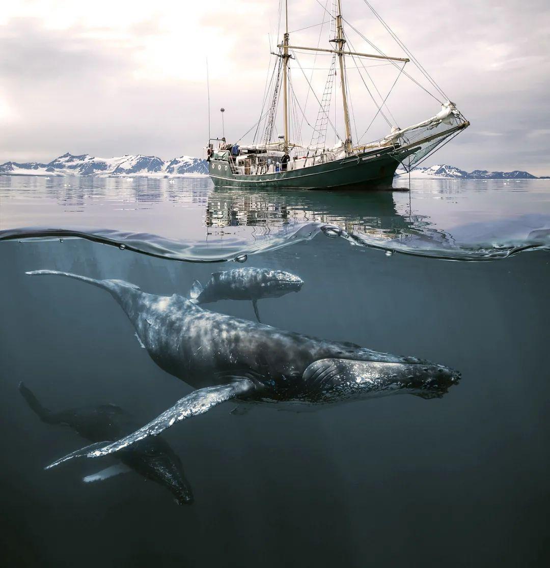 日本文化为什么日本非要捕鲸不可