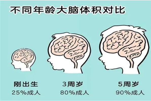 來看看兒童早期大腦發育規律