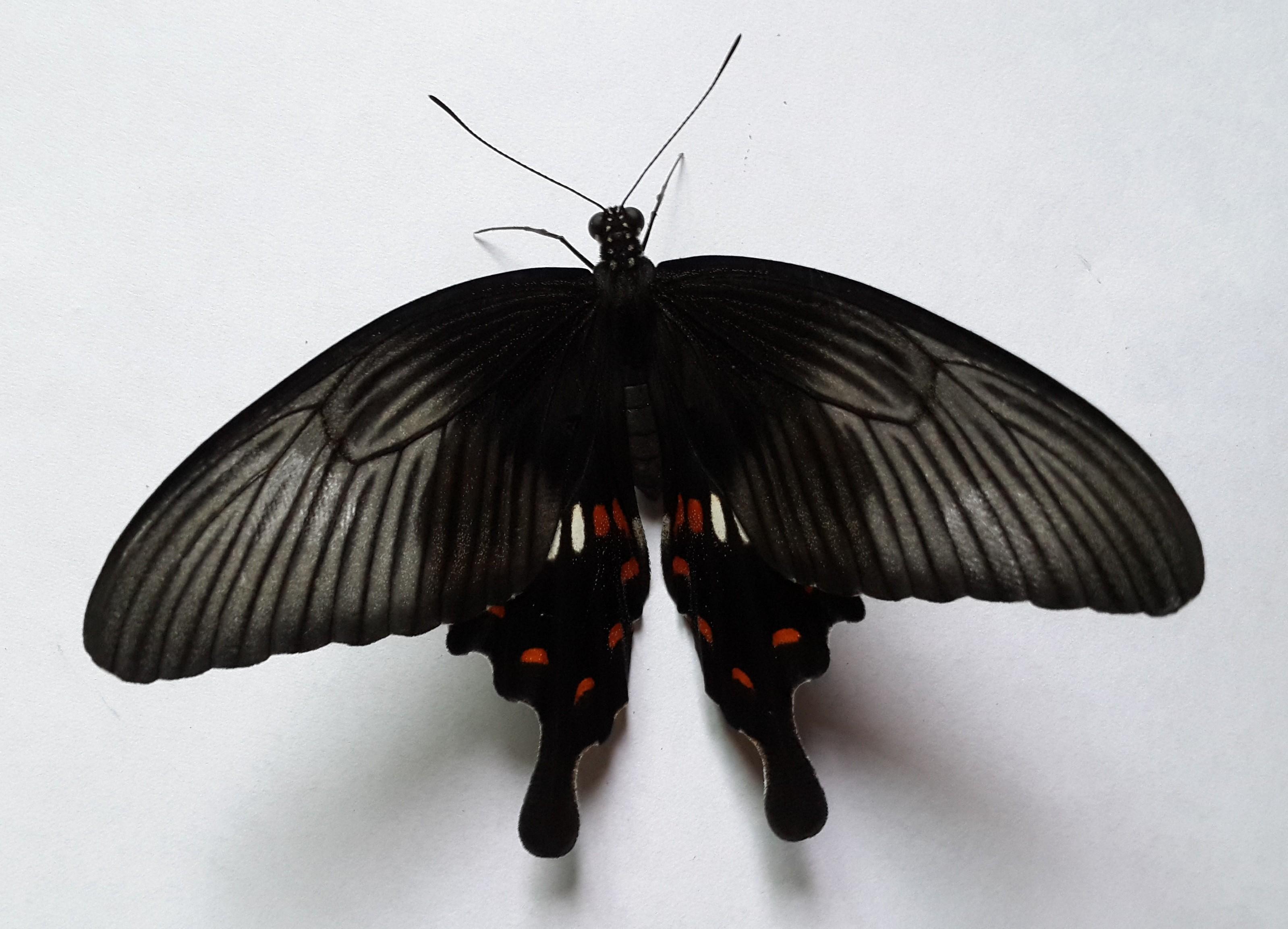 湖南发现的,翅膀像机甲一样,这是什么虫子? - 知乎