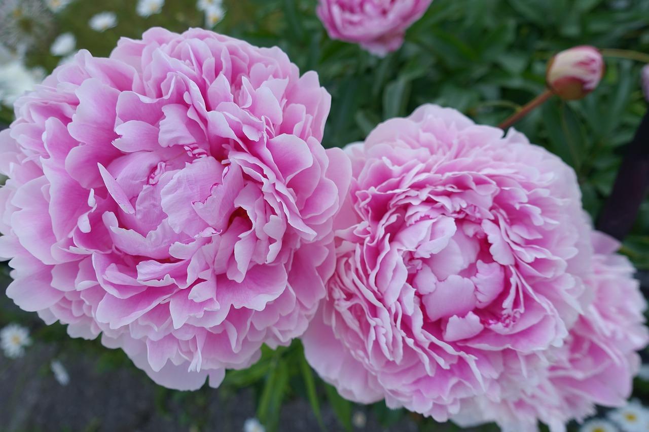 4. 药牡丹花价走势