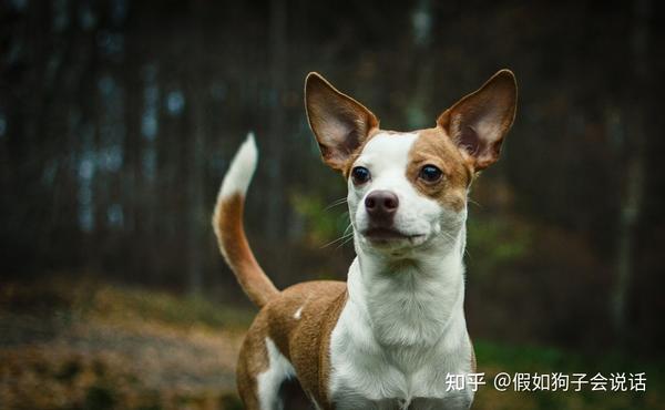 13 种适合做伴侣犬的狗狗品种 上 知乎