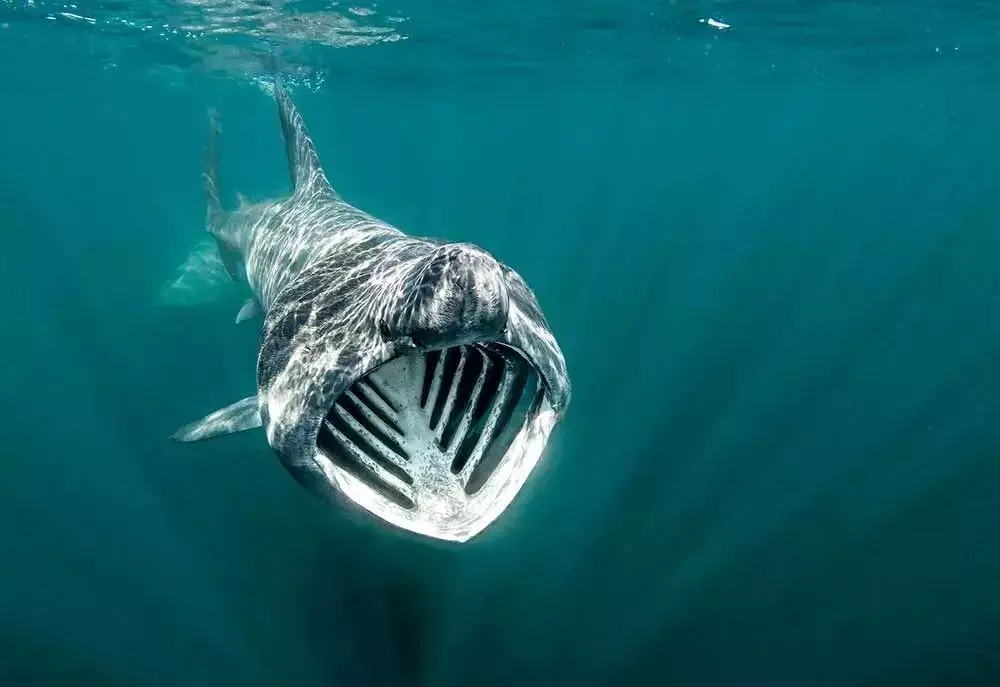 照片最清晰的未知生物,未解之谜真的无解吗?(ps导出什么最清晰)