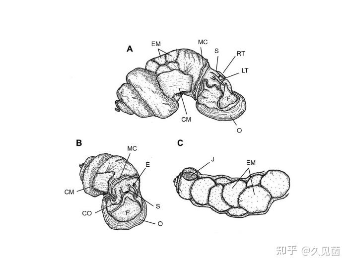 田螺粪便图图片