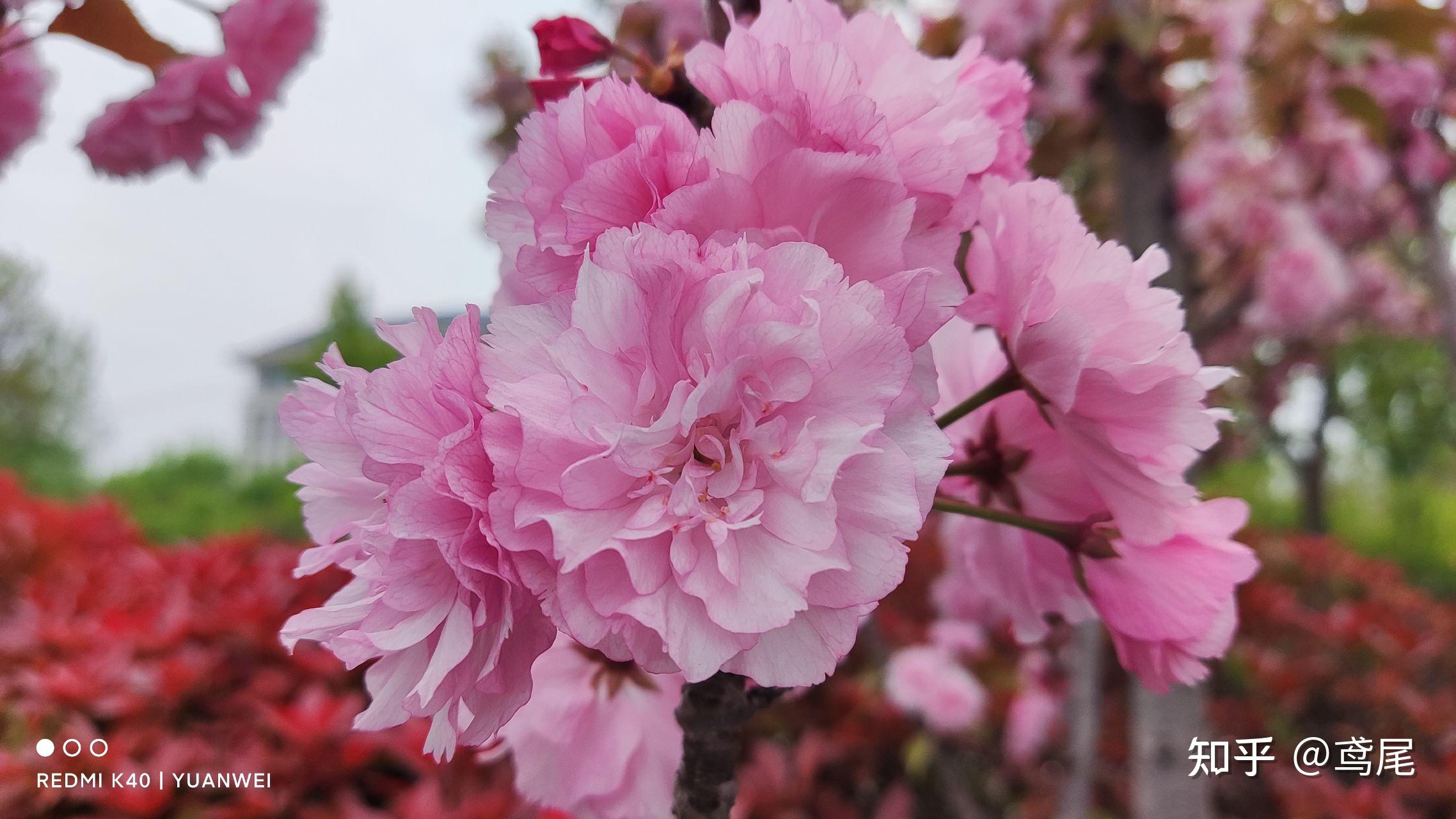 2499红米k40,12 256,香不香? - 知乎