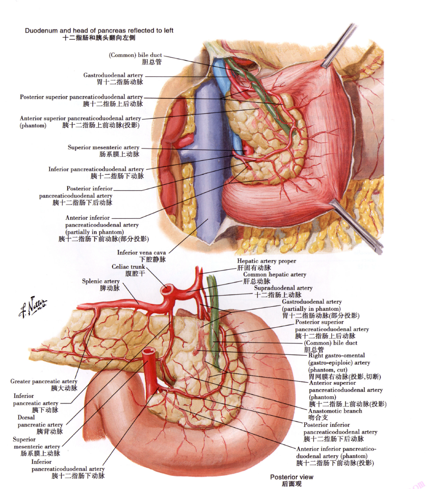 胃右动脉解剖图图片