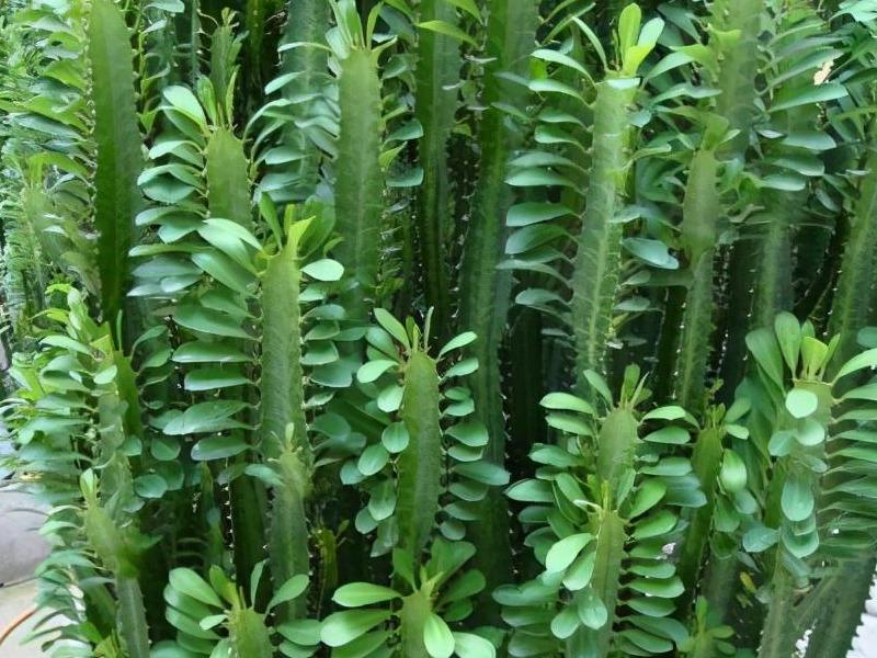 龙骨花适合养在家里吗,家里能不能养龙骨花