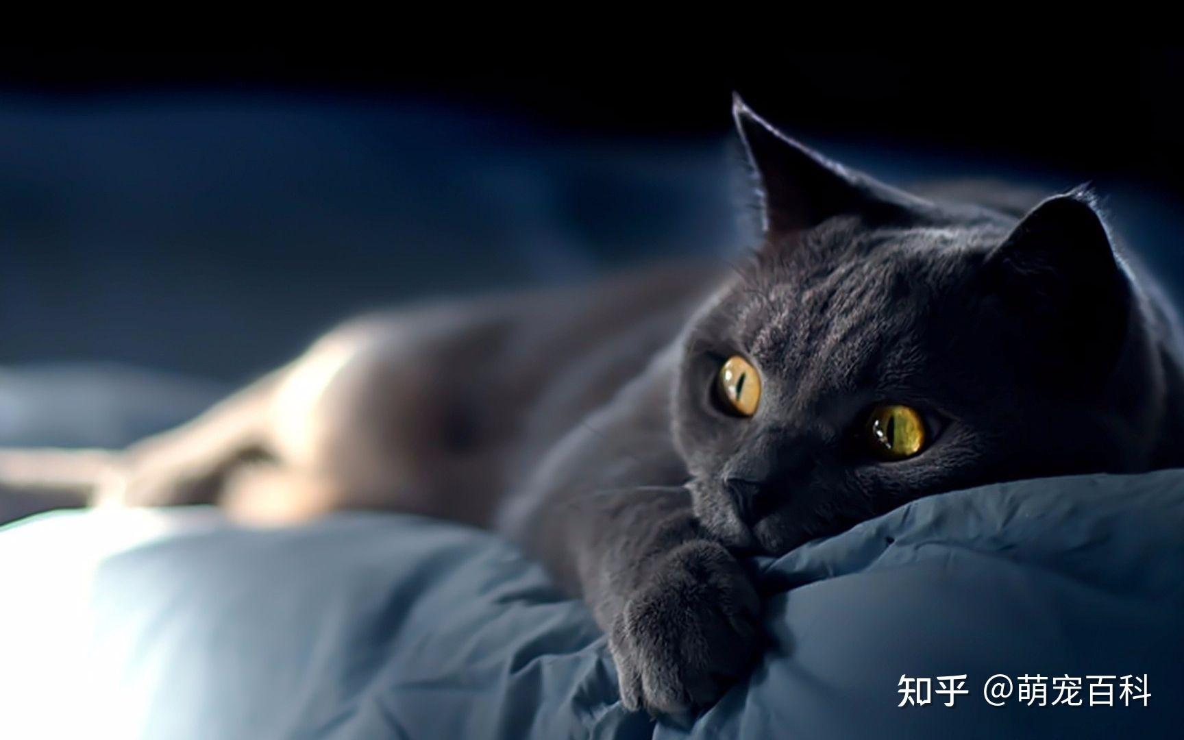 晚上猫的眼睛图片-图库-五毛网