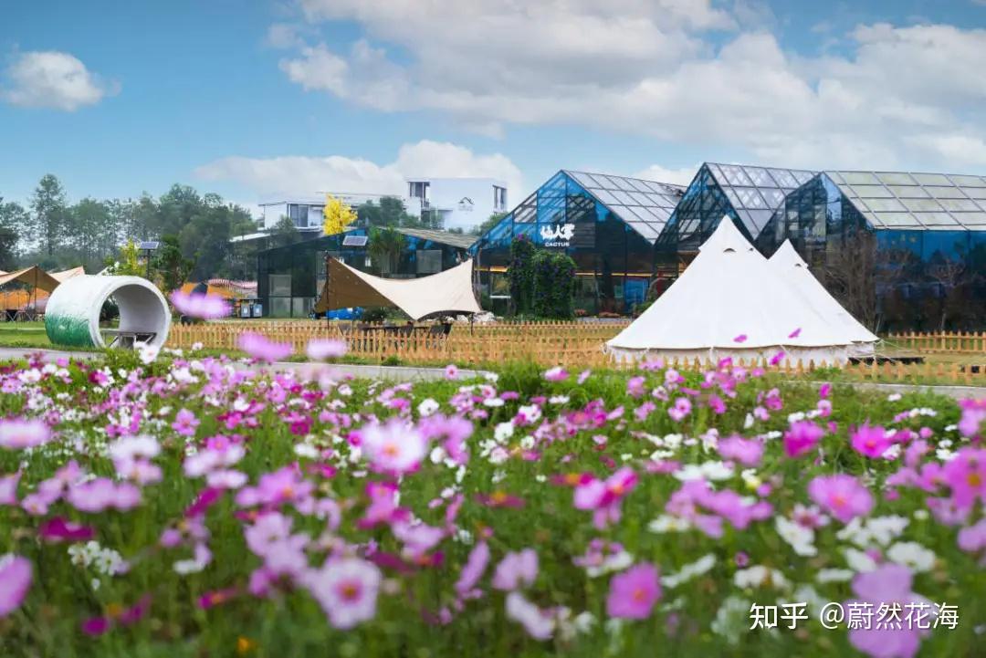 初冬露营野餐季 | 城市逃离计划,露营野餐,晒太阳,花海冬游记等你来赴