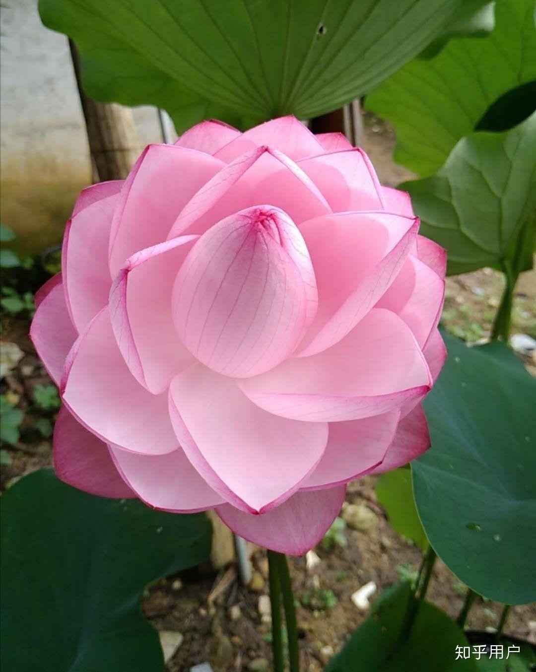 碗莲怎么水培?(水培碗莲种植方法图解)