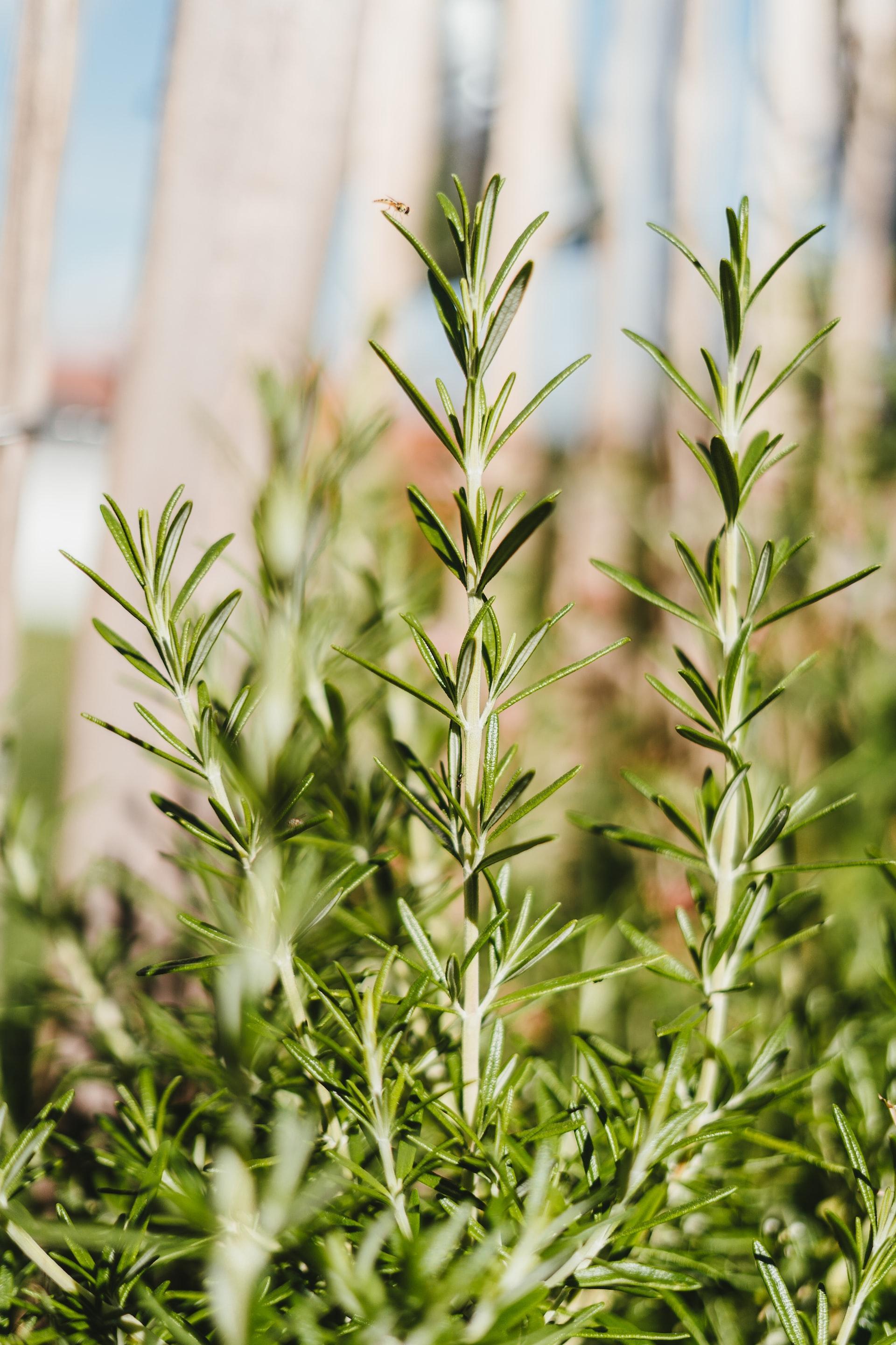 如何处置香料植物迷迭香? - 知乎