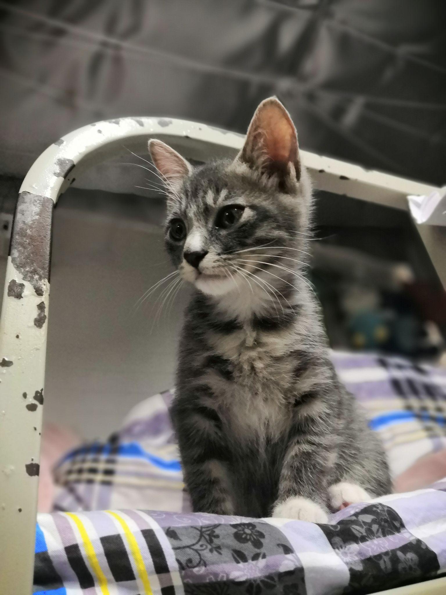 灰色狸花猫罕见吗? - 知乎