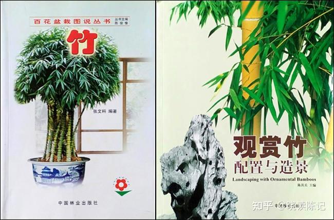 我的一堆竹子书 - 知乎