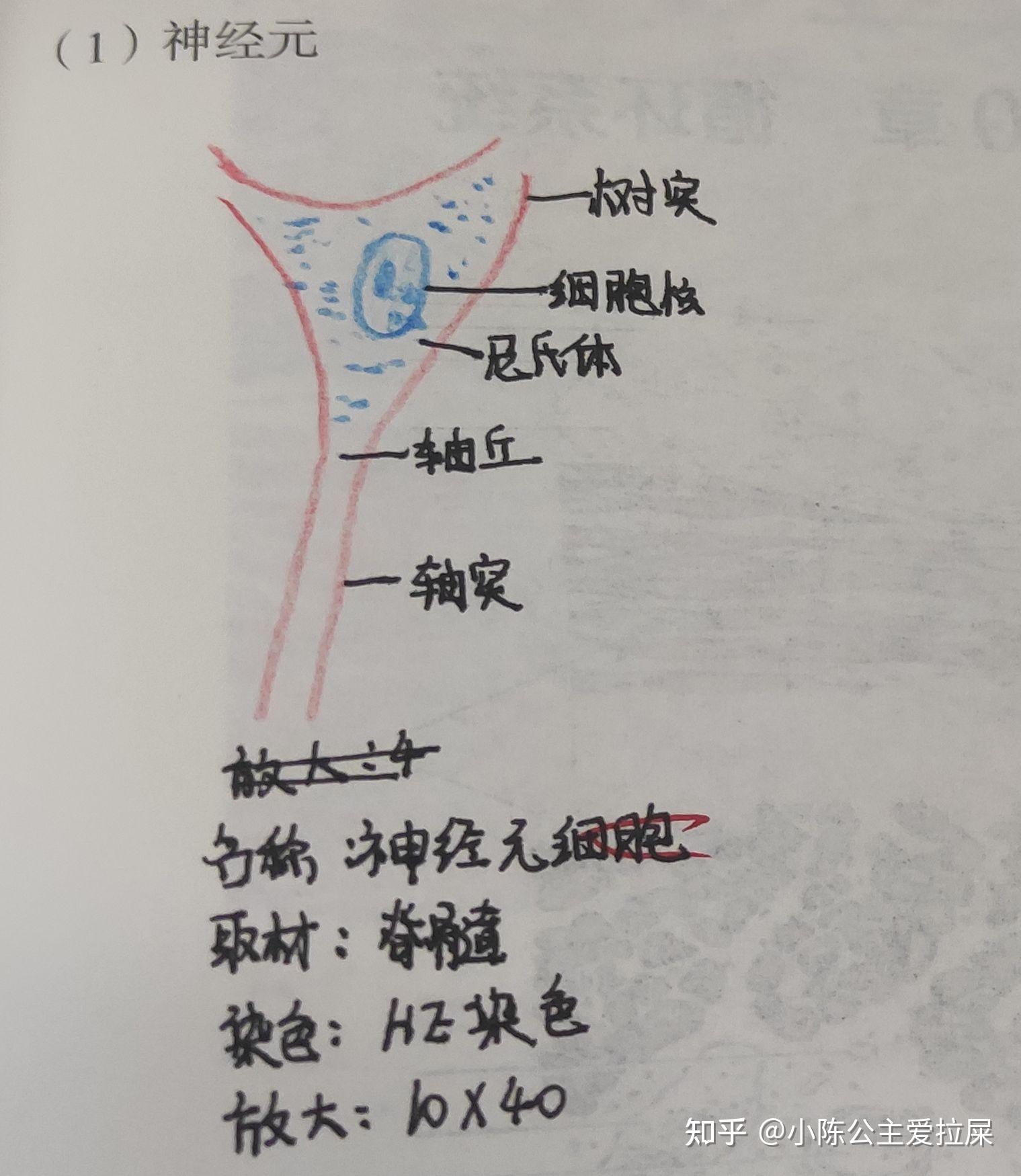组胚红蓝铅笔绘图