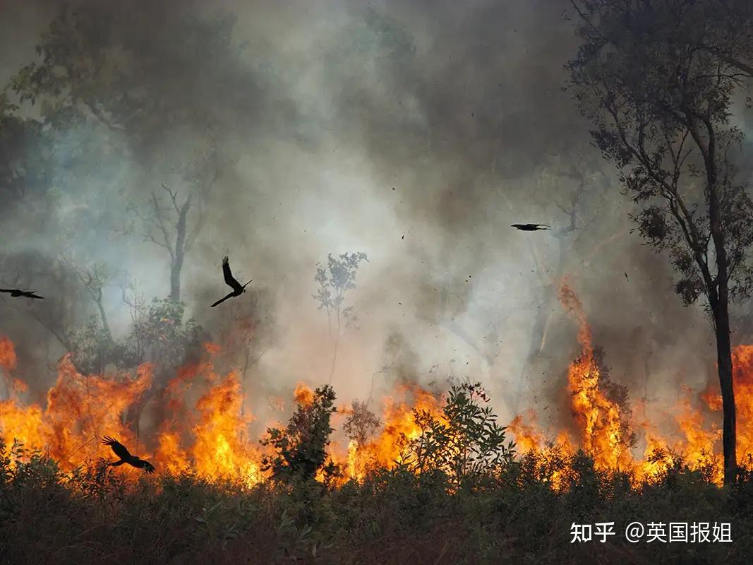 将建精子银行封存考拉血脉