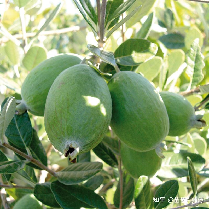 三種適合陽臺庭院種植的果樹香水檸檬菲油果脆皮金桔