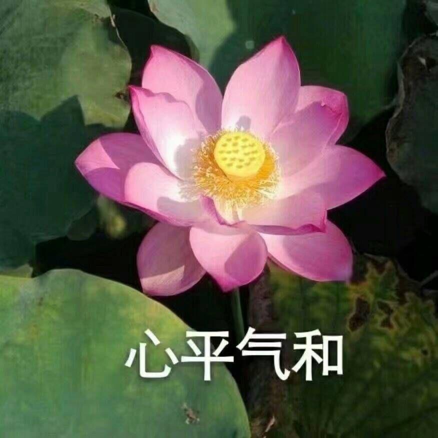有什么适合四十多岁爸爸妈妈的微信头像