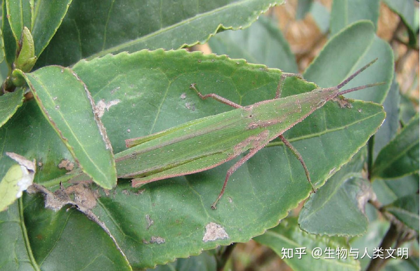 【动物界全系列】蝗总科—锥头蝗科 - 知乎