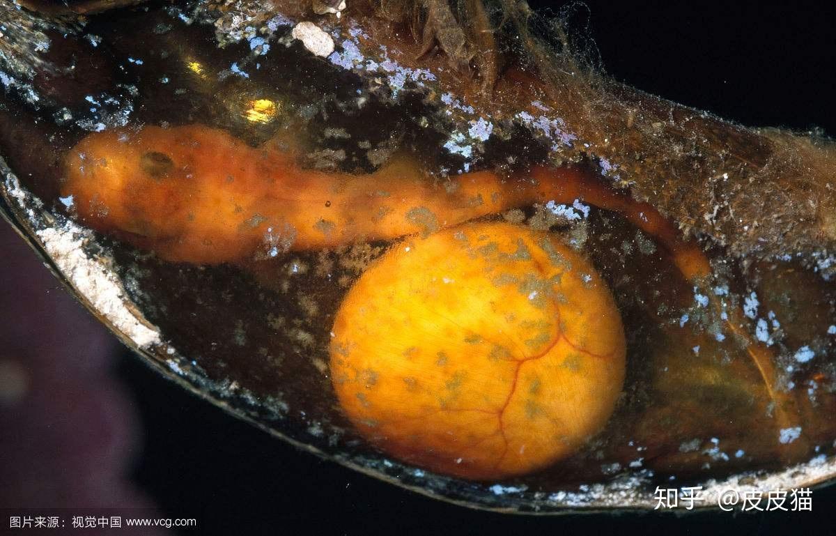 卵胎生能否看成由爬行动物向哺乳动物过渡的一个阶段? - 知乎