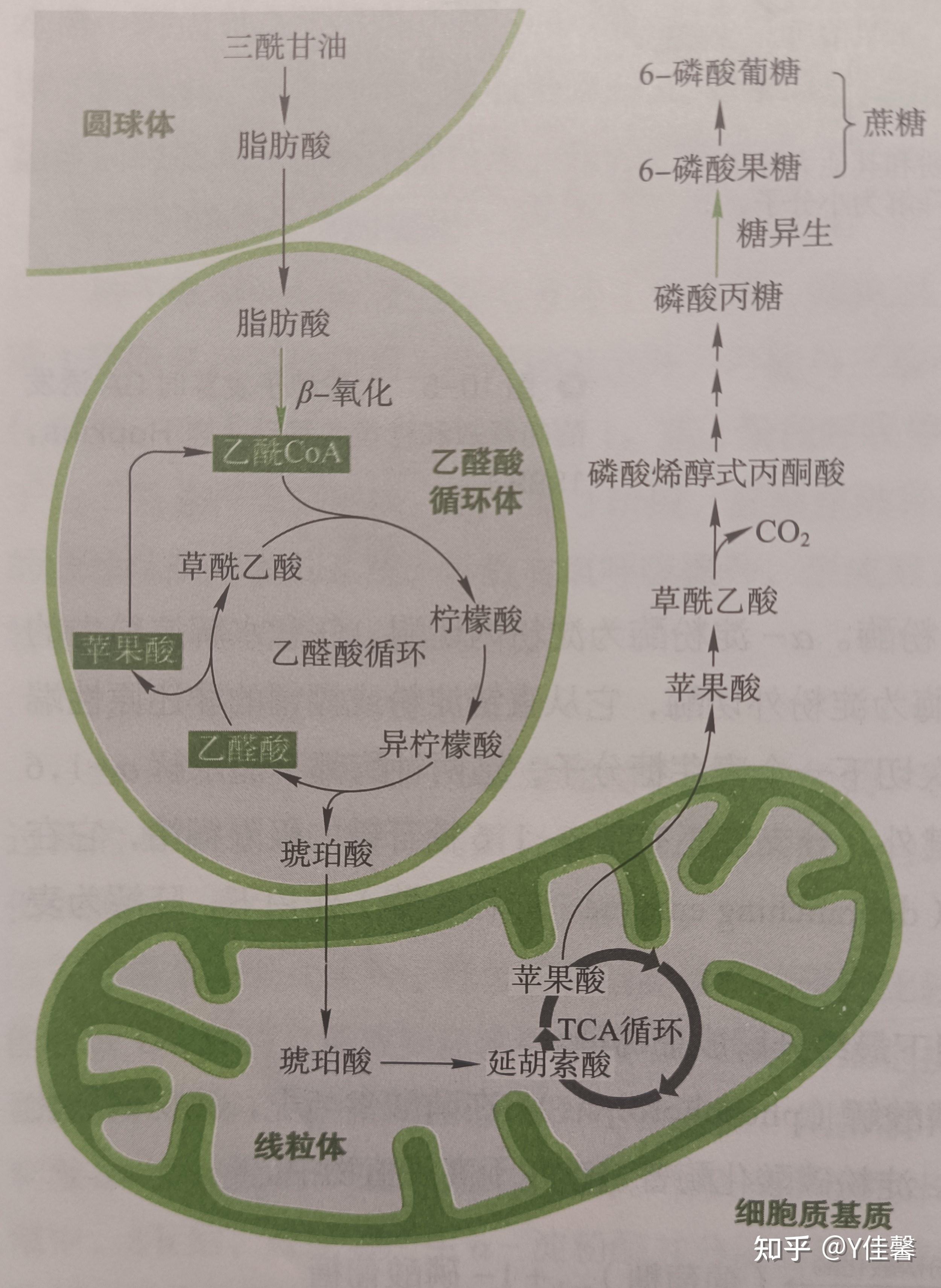 脂肪轉化成葡萄糖需要氧氣嗎