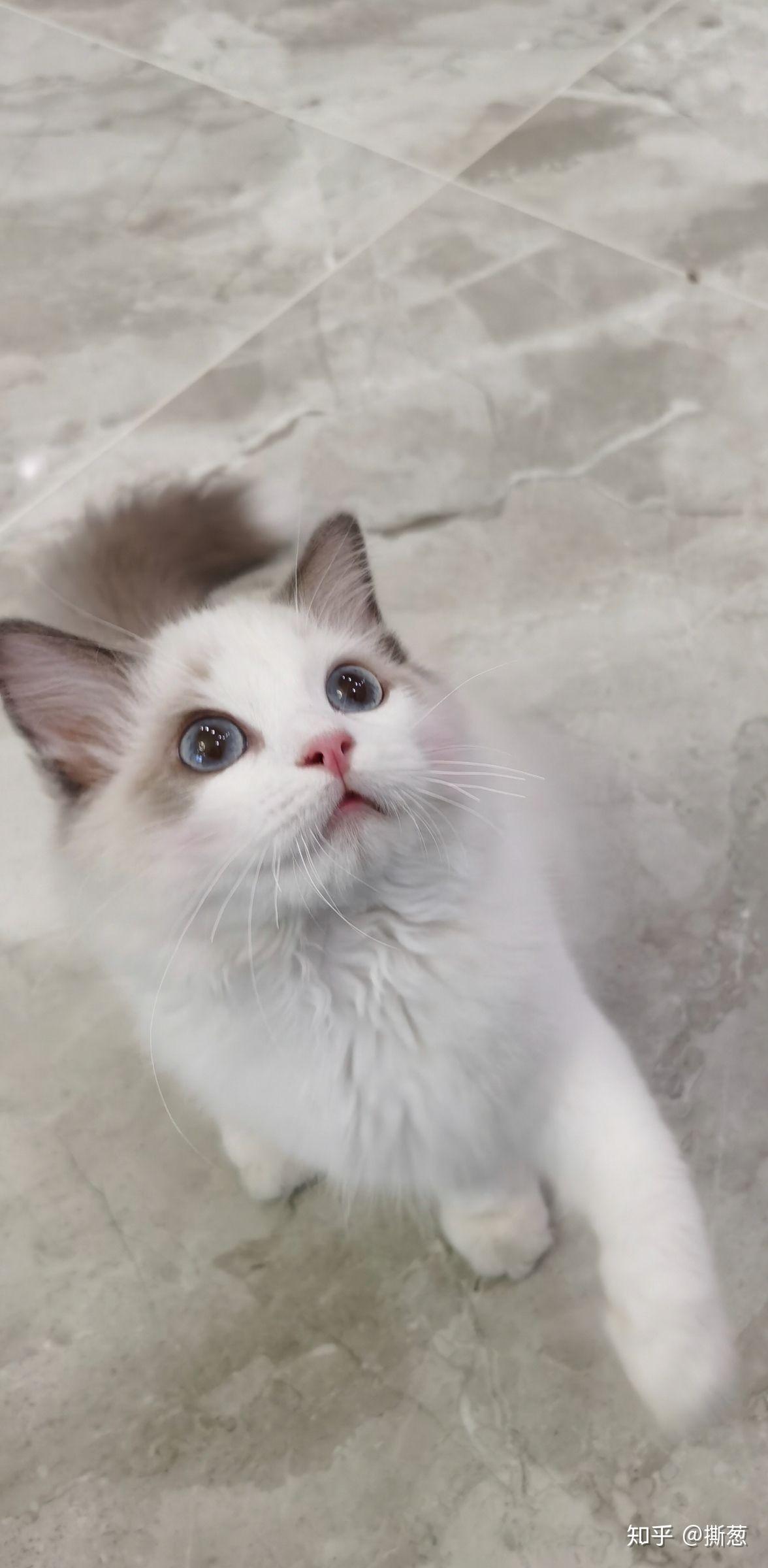 有哪些值得分享的布偶猫照片?