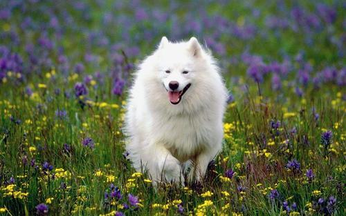 适合家里养的狗狗推荐不掉毛 v2-01f12f12ff786e58018724d8ff74ac52_1200x500.jpg