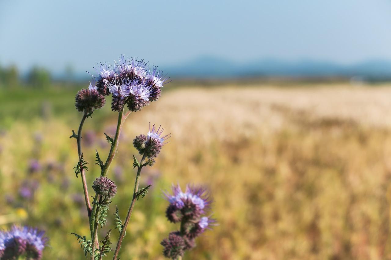人参什么季节开花