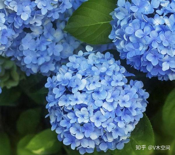 绣球花 花团锦簇 红粉蓝紫 花色可变 秀色满园 知乎
