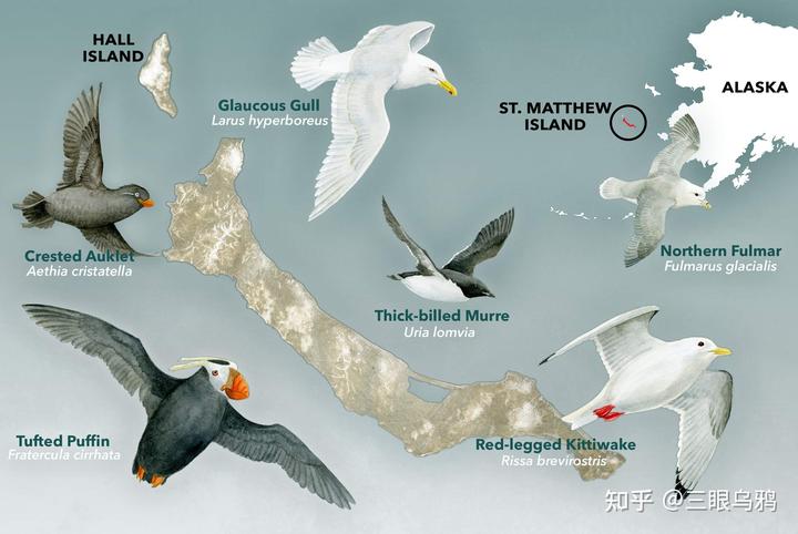 如果将 20 只狼和 500 只鹿放进同一孤岛，最后谁能活下来？