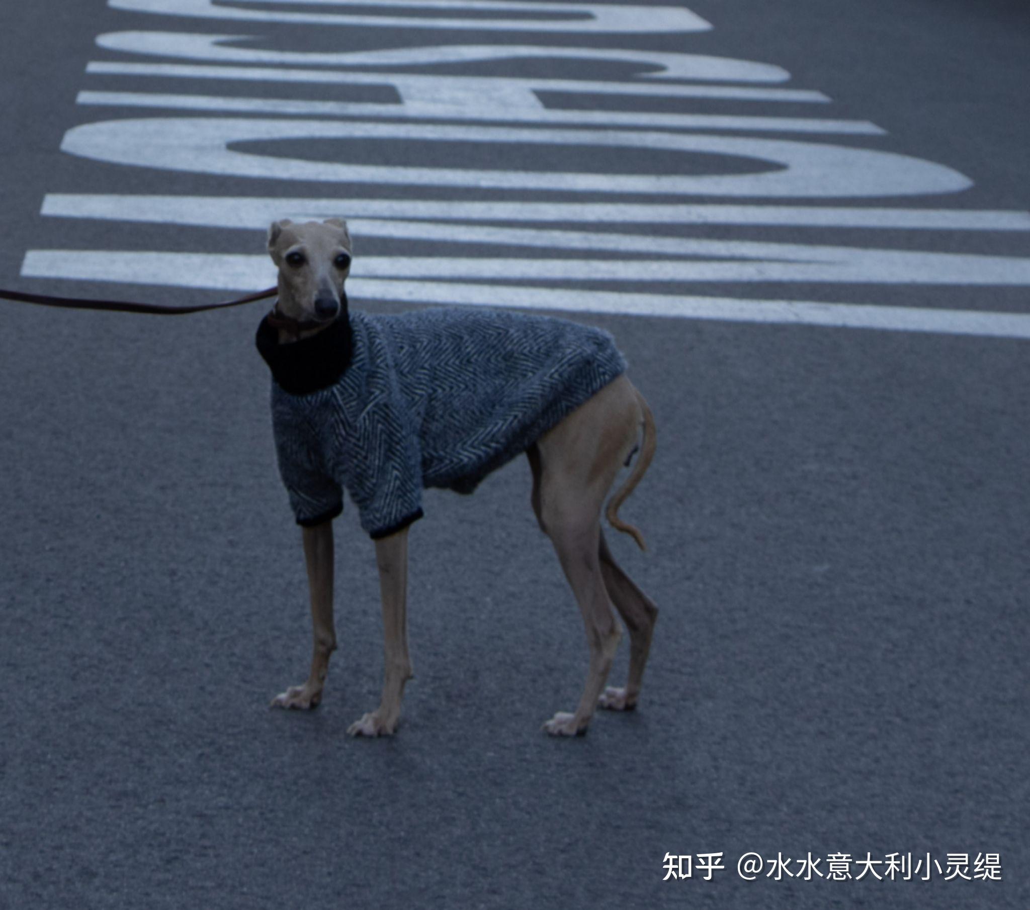 养意大利灵缇真的好吗? - 知乎
