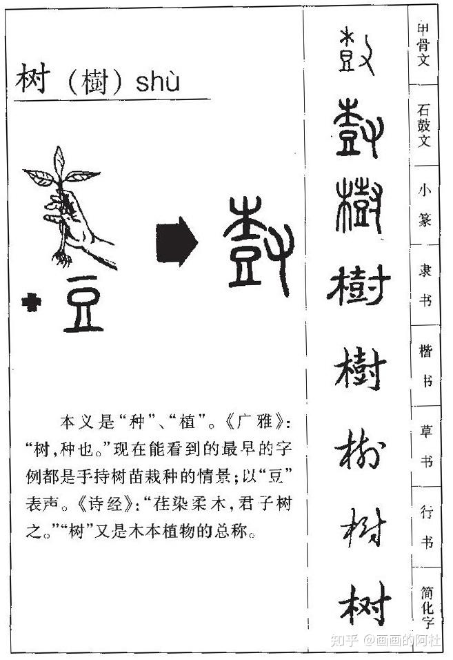 树这个字是左右结构还是左中右结构? - 知乎