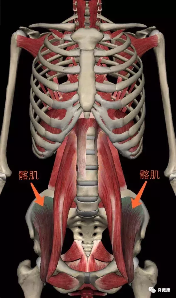"腰肌"劳损是指哪块肌肉