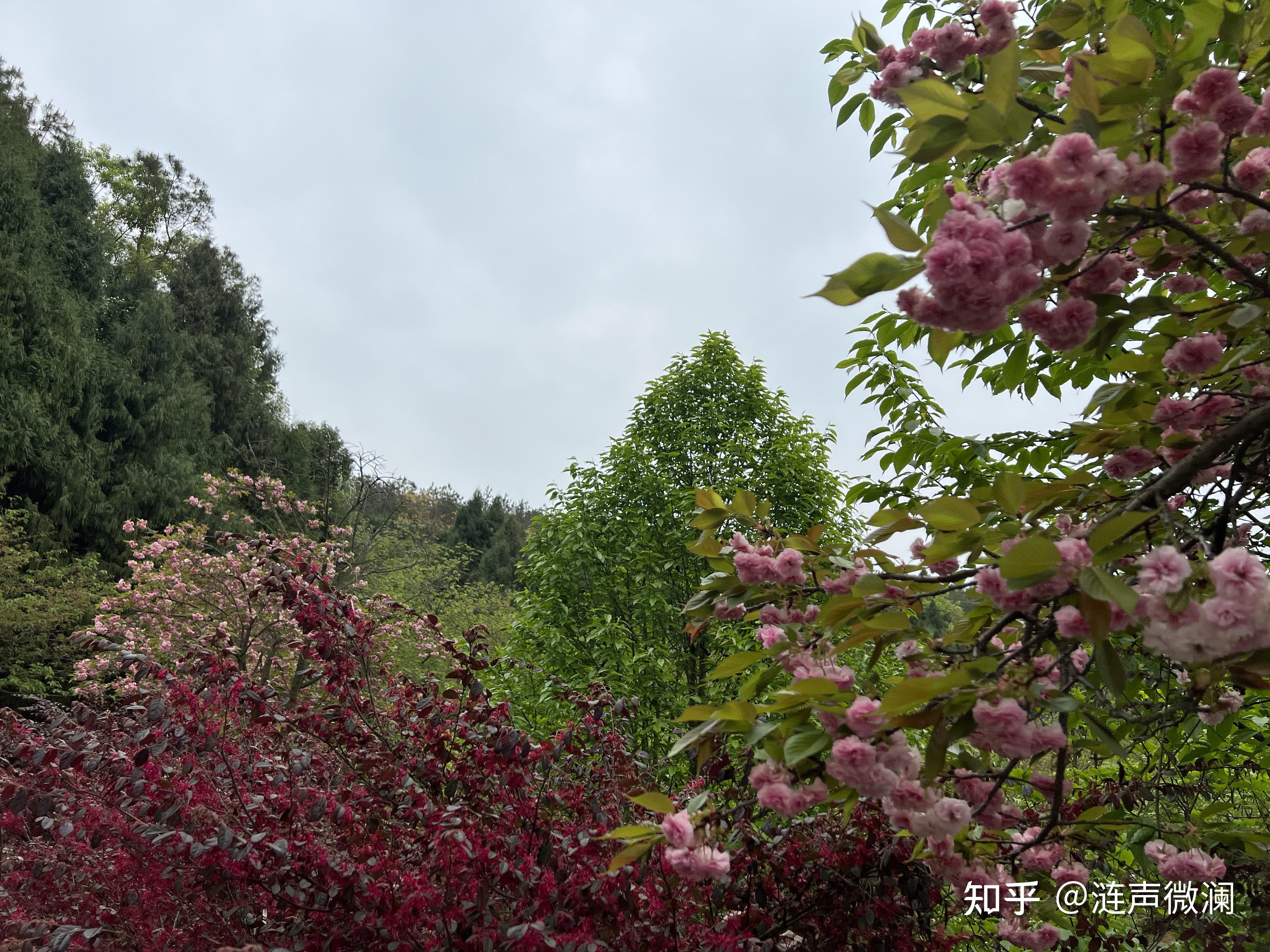 绵阳樱花谷风景区图片