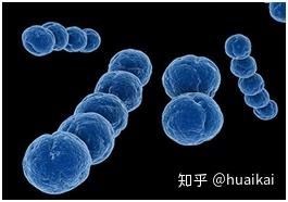 食品中检出这些微生物—有什么危害(二)? - 知乎