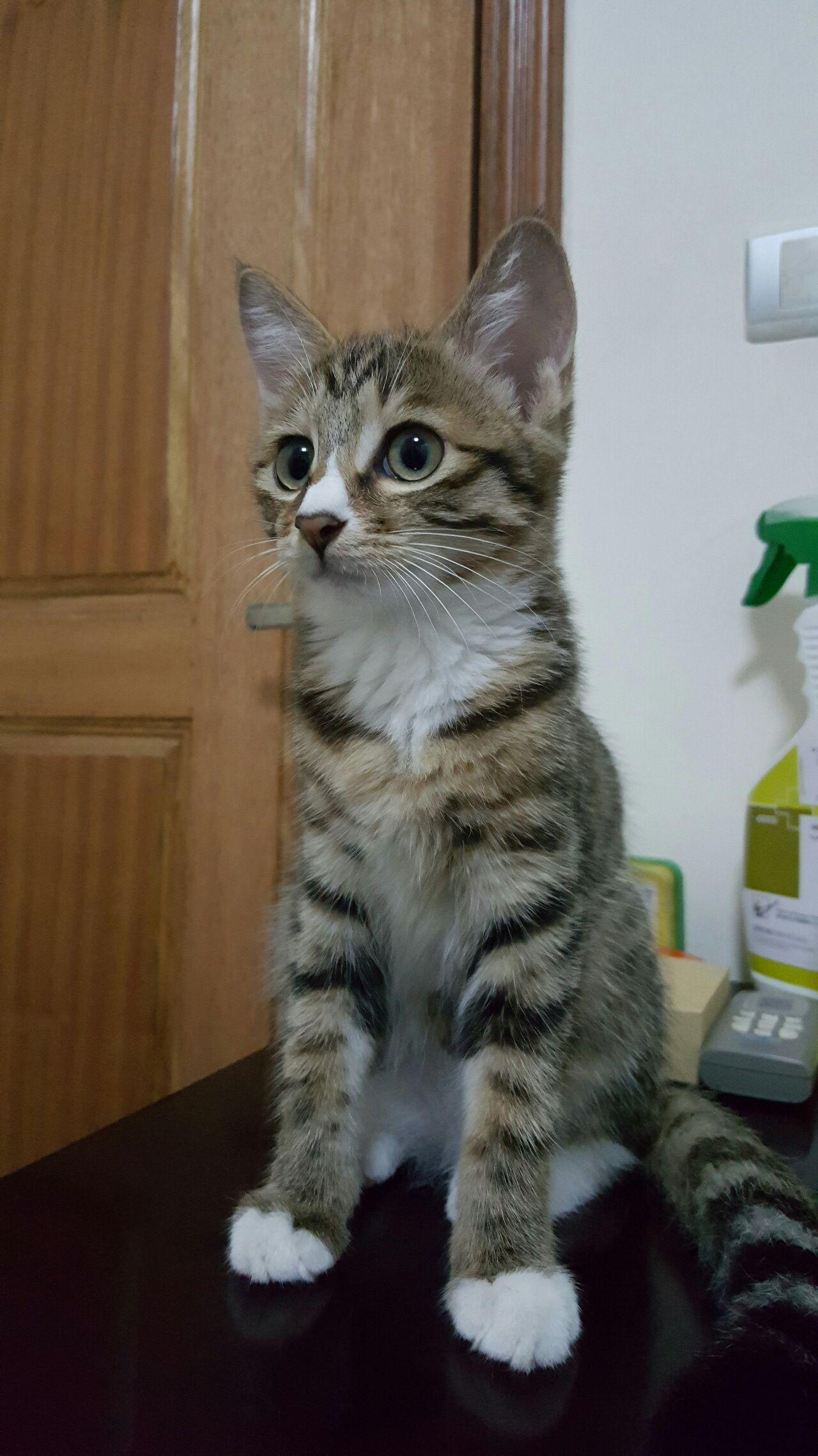 中华狸花猫多少钱