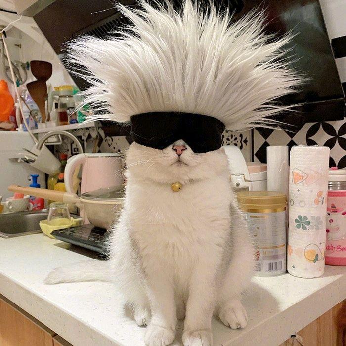 有没有看上去酷酷的男生猫头像