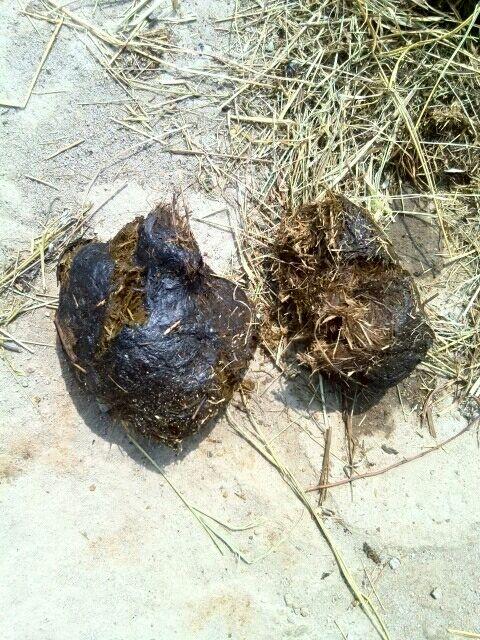 大熊猫的粪便不臭吗听说还有一丝淡淡的竹子清香