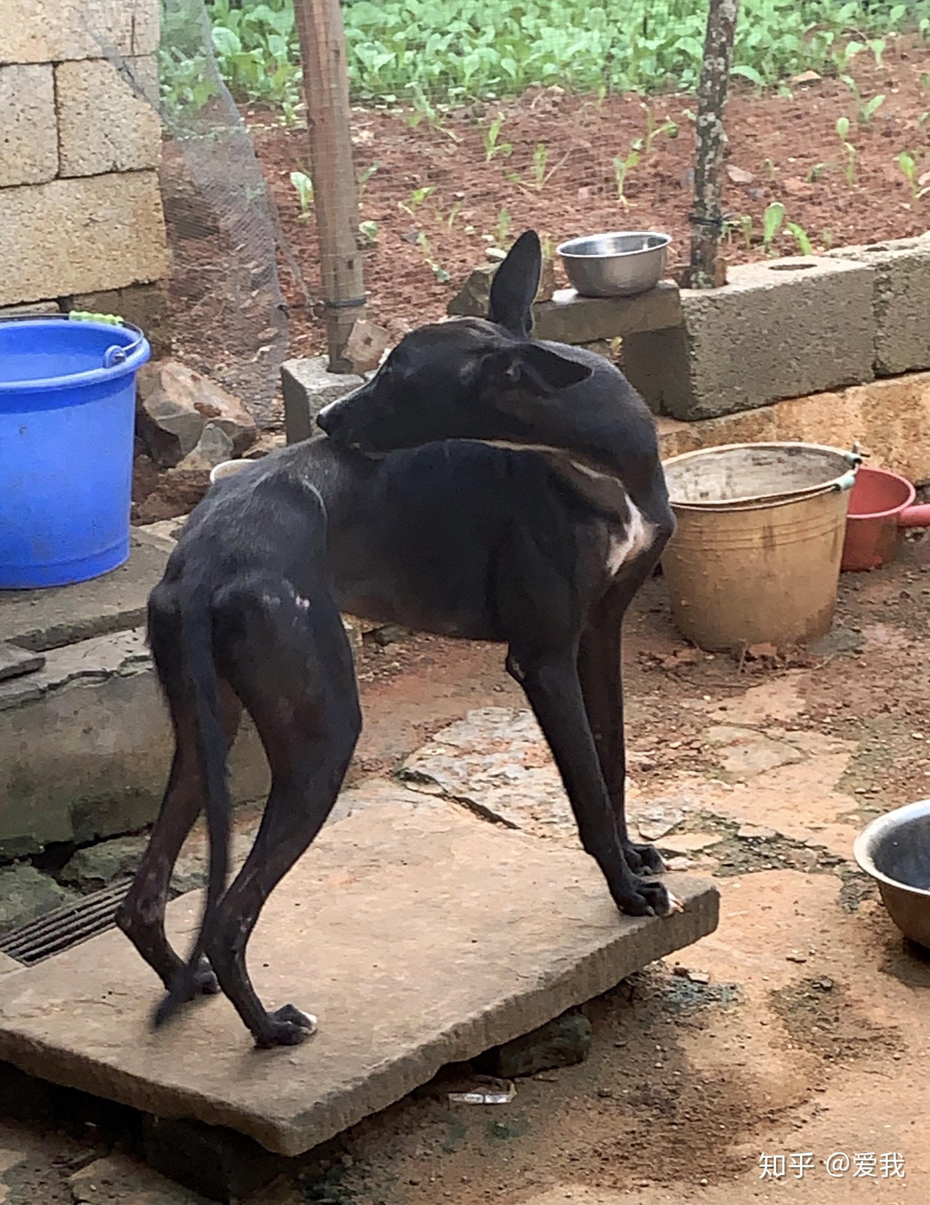 养了一年的灵提