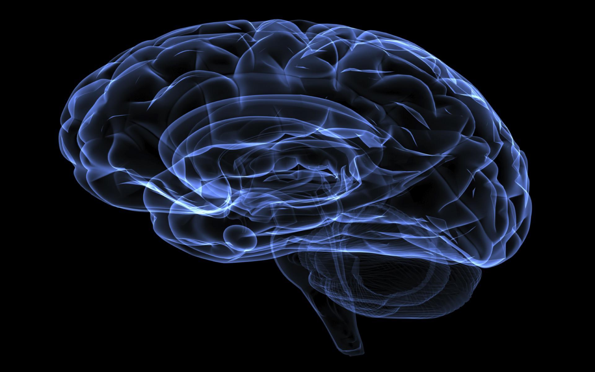 大脑的结构以及神经系统 - 知乎