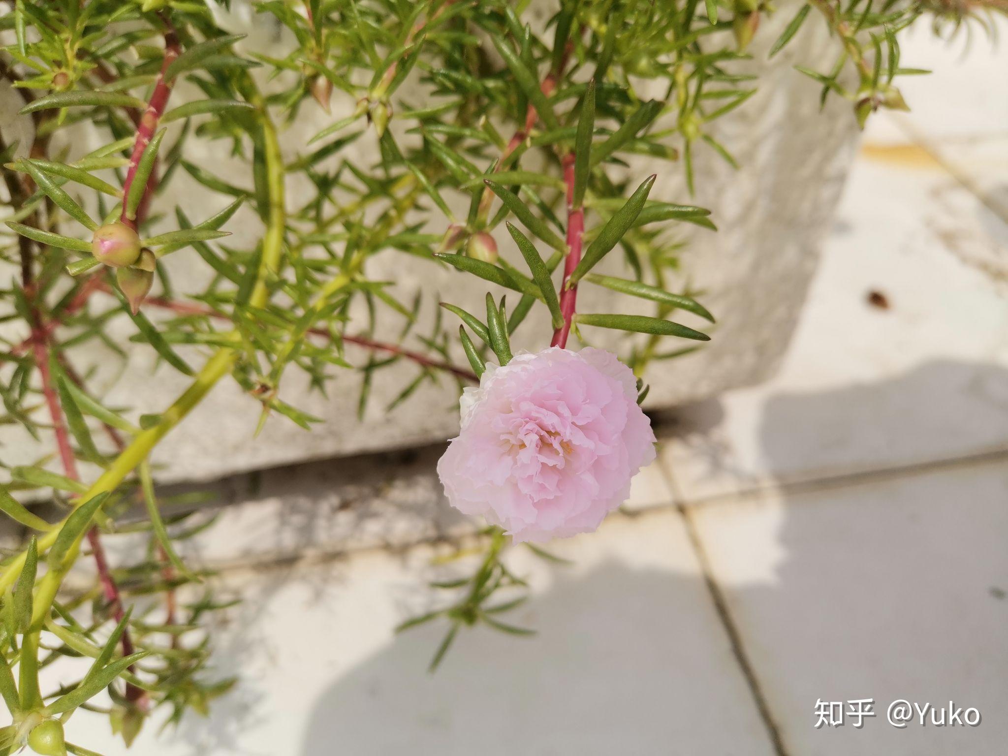 早上九点多去看的时候只有一朵,后来十一点再去看,又开了一朵