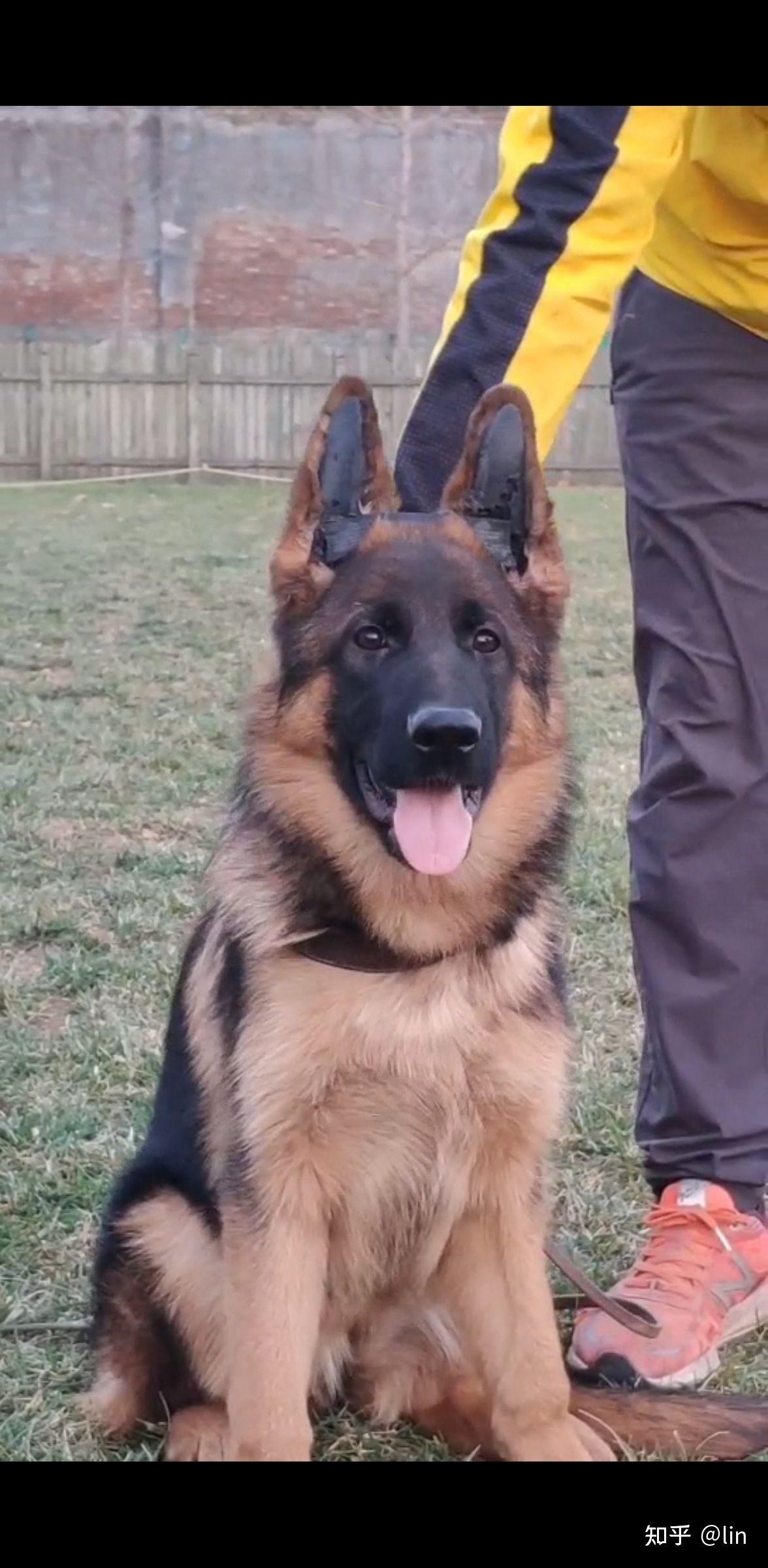 石家庄天一犬舍卖狗骗人货不对版大家进来看看