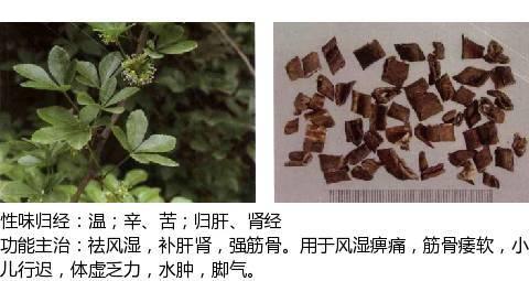 秦膠,秦糾,左秦艽秦艽別名:番木鱉,苦實把豆兒,苦實,馬前馬錢子別名