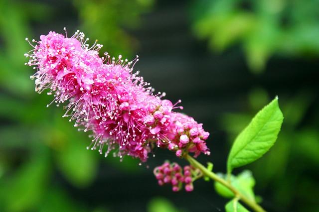 香薷 Ru 一 野薄荷 极品野菜 花亦美 温润如玉 知乎