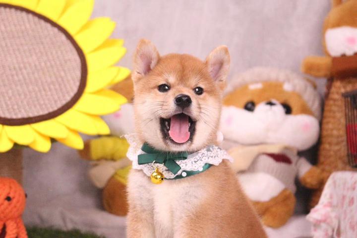 柴犬聪明吗 日本柴犬智商分析 知乎