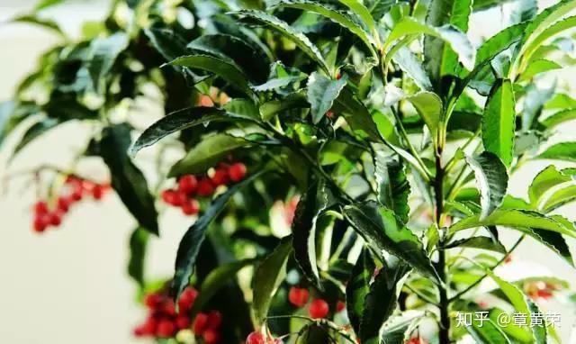 养绿萝不如种点观果花阳台种一盆果子挂满枝头