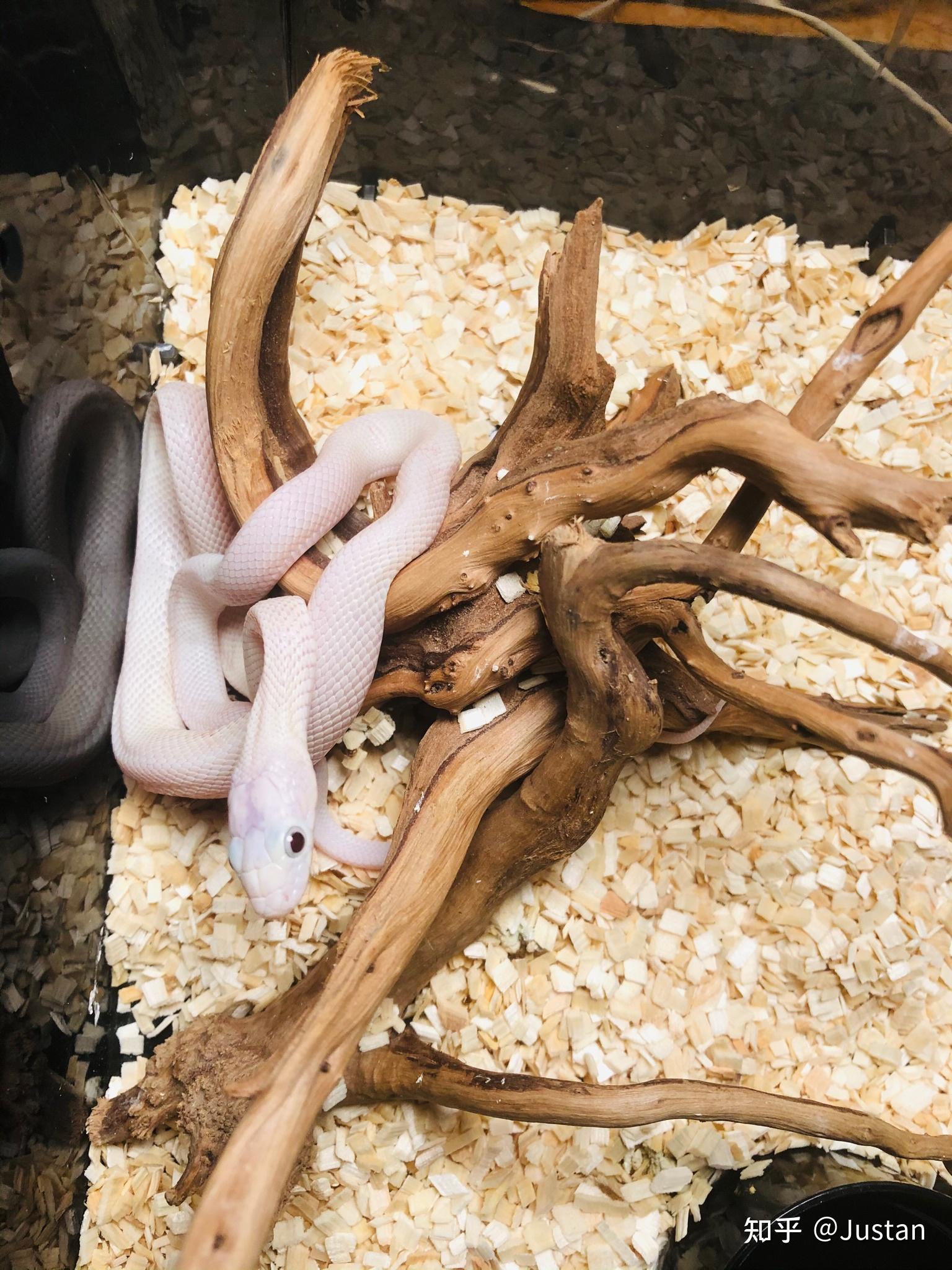 哪里能买到宠物白蛇. - 知乎