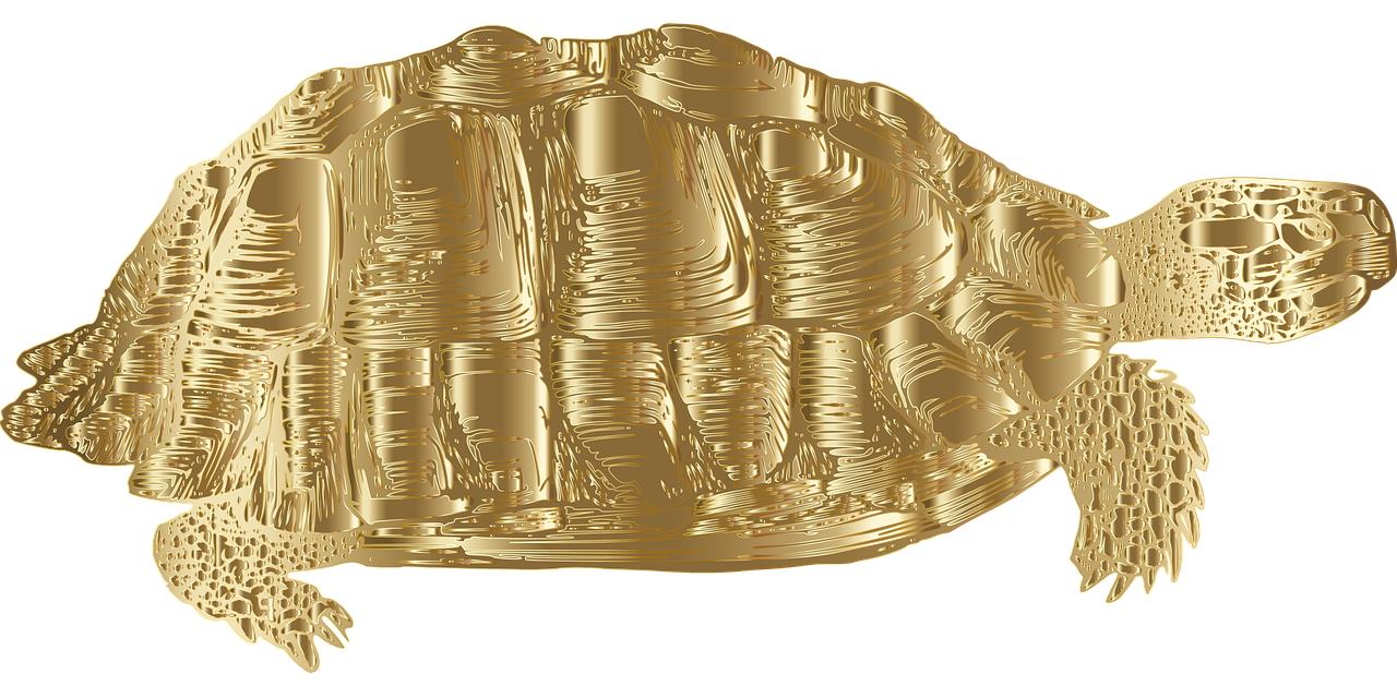 2. 红耳滑龟市场热