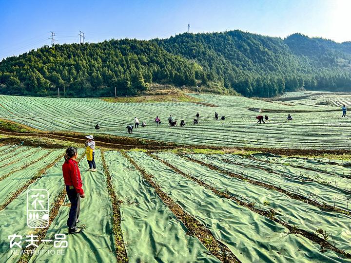 茶叶种植省心选！农夫一品防草布透气保肥，茶树长势旺 - 知乎