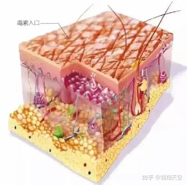科普知识 | 经皮毒的危害有多大？看完触目惊心···看看家里的日用品是否含有它？ - 知乎
