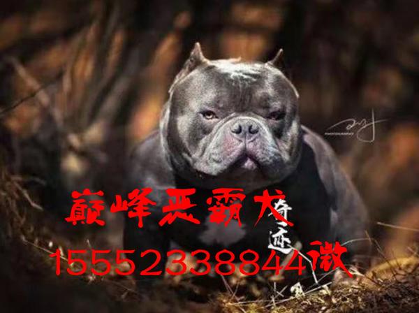 美国恶霸犬价格是多少钱一只 知乎